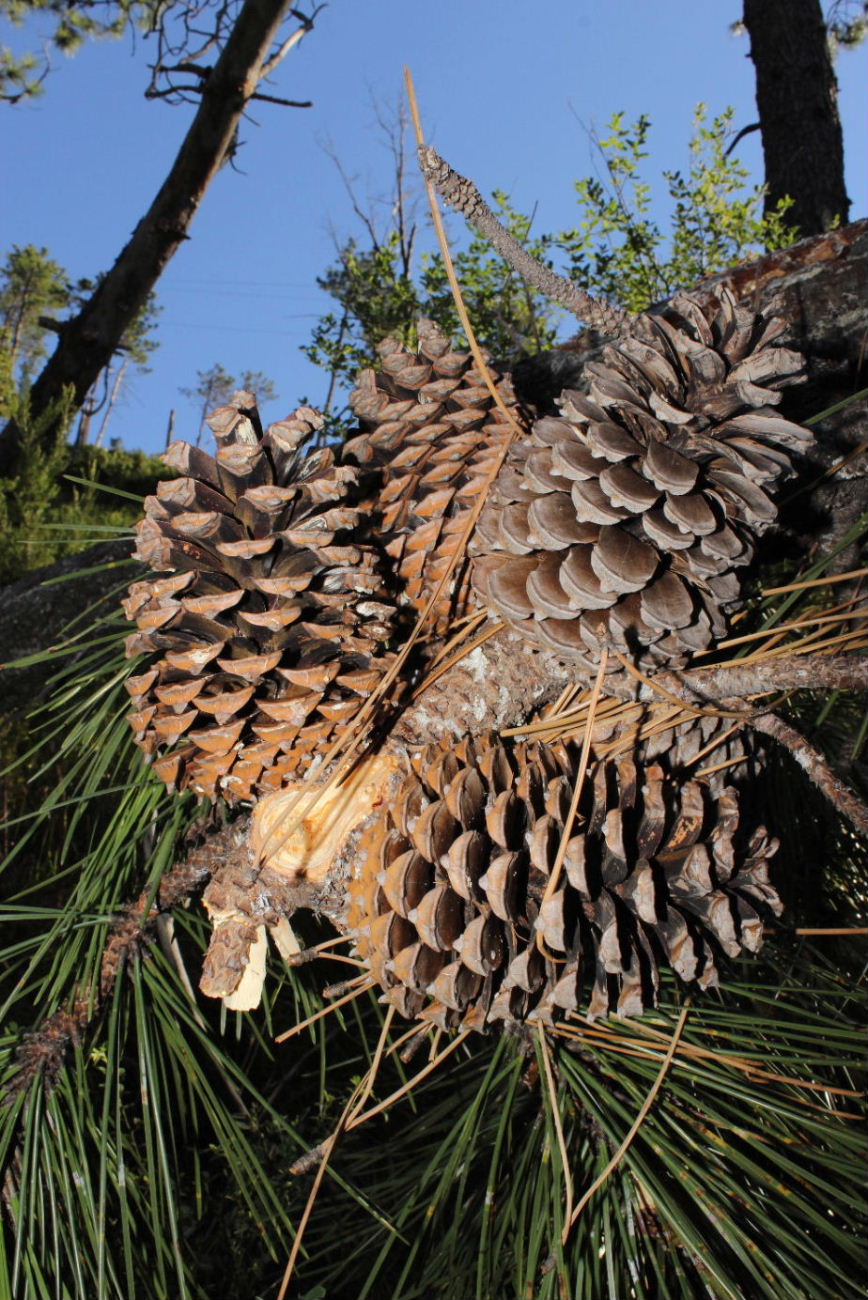 Pinus pinaster